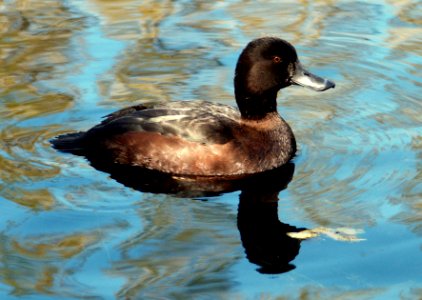 New Zealand scaup (Aythya novaeseelandiae)