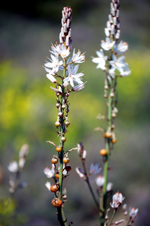 Flore héraultaise