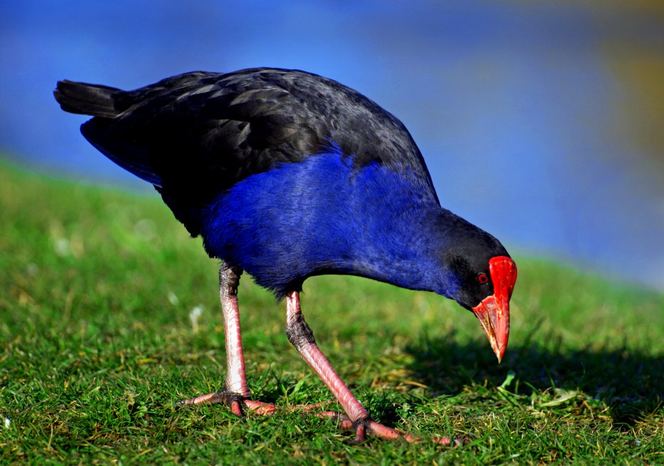 Pukeko. NZ swamp hen. photo