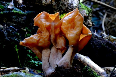 Gyromitra tasmanica False morel.