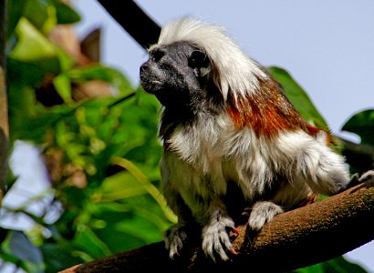 Cotton top tamarin monkey. photo