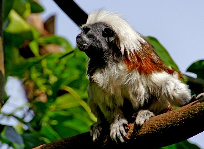 Cotton top tamarin monkey.