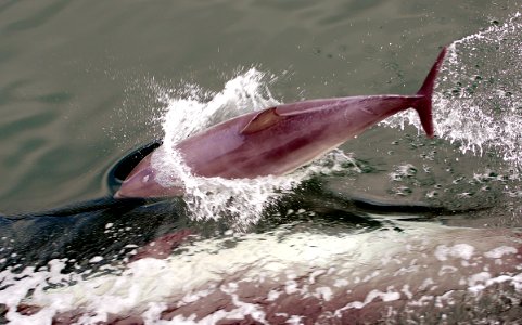 Dolphin at play. photo