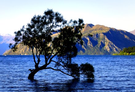 Lone tree Lake Wanaka. NZ photo