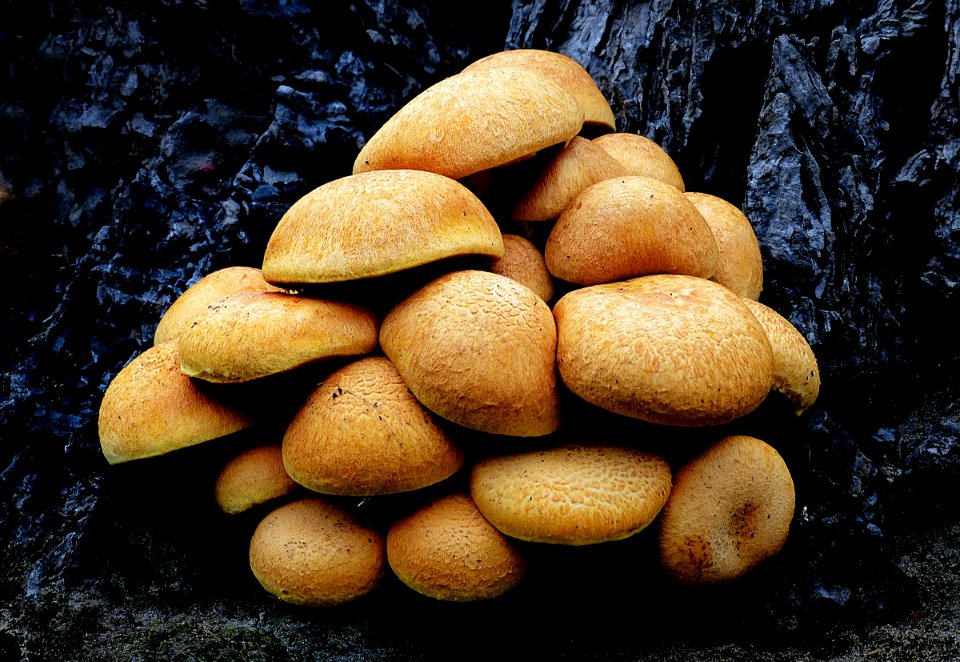 Gymnopilus junonius - Laughing Gym,