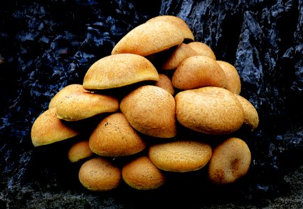 Gymnopilus junonius - Laughing Gym,