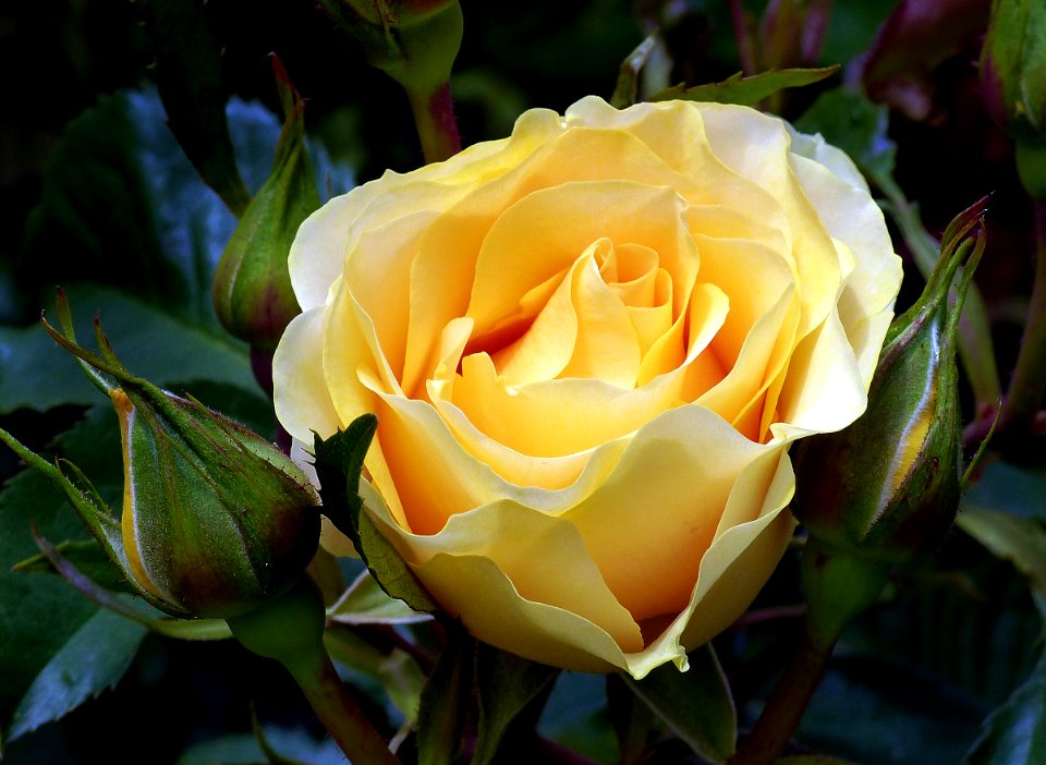 Golden gift.