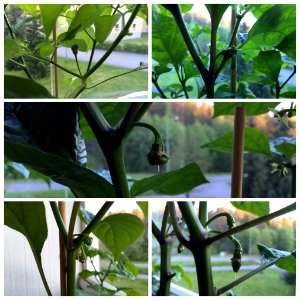 First pods of 2015. Five of my seven plants are starting to produce pods.