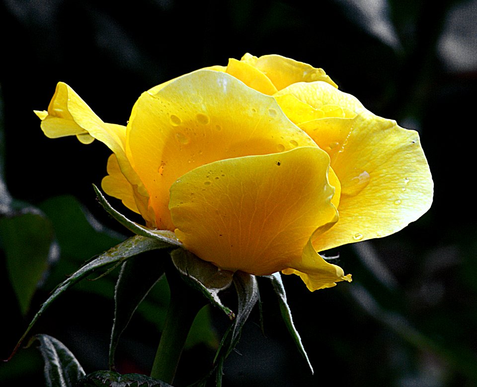 Golden Wedding. (7)