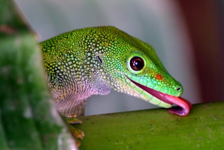 Madagascan Day Gecko. photo