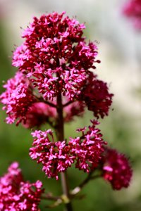 Centranthus photo