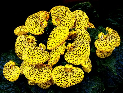 Calceolaria. (Ladies Purse) photo