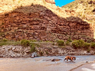 Paws on Public Lands Entry photo