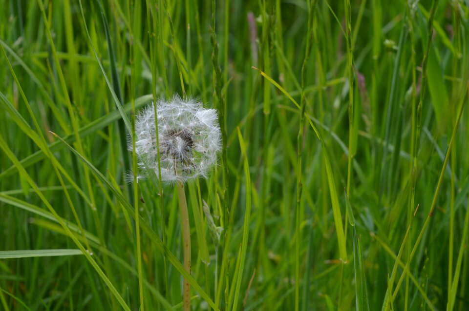 Grass seeds field