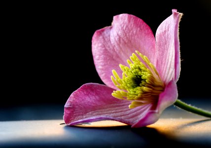 Clematis montana. photo