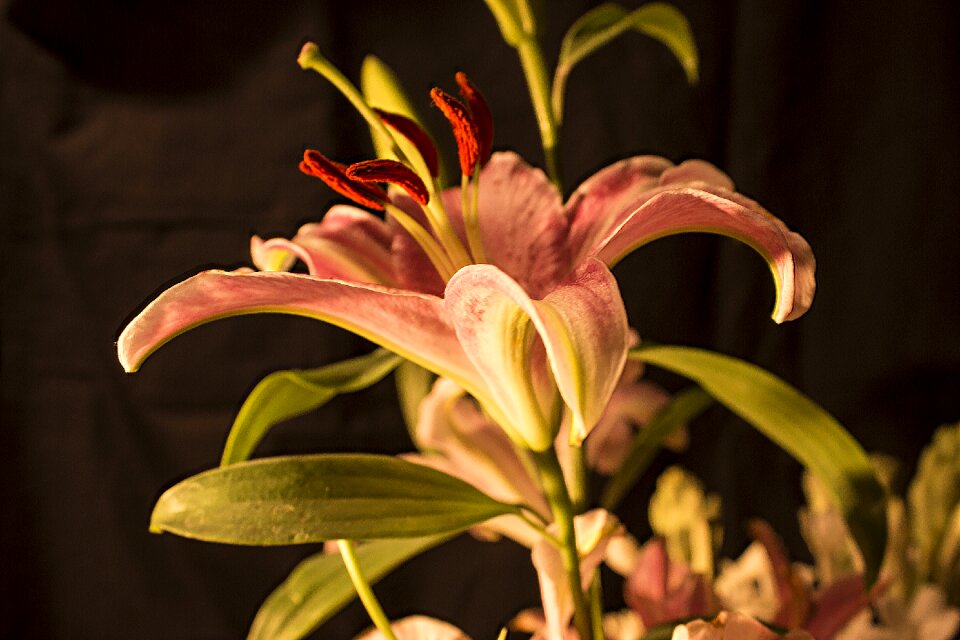 Pink pink flowers spring