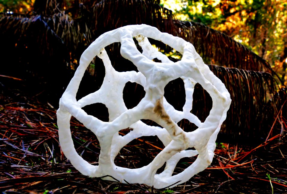 Ileodictyon cibarium. (basket fungi)