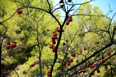 Fruits de l'hiver photo