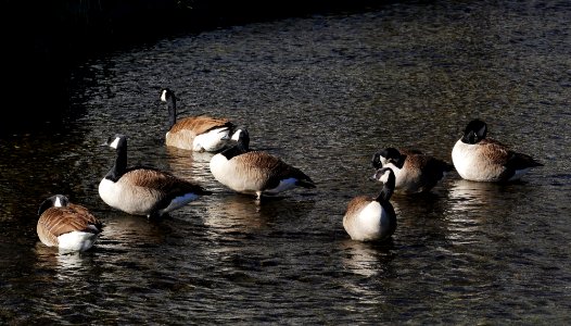 Canada geese (Branta canadensis) NZ photo