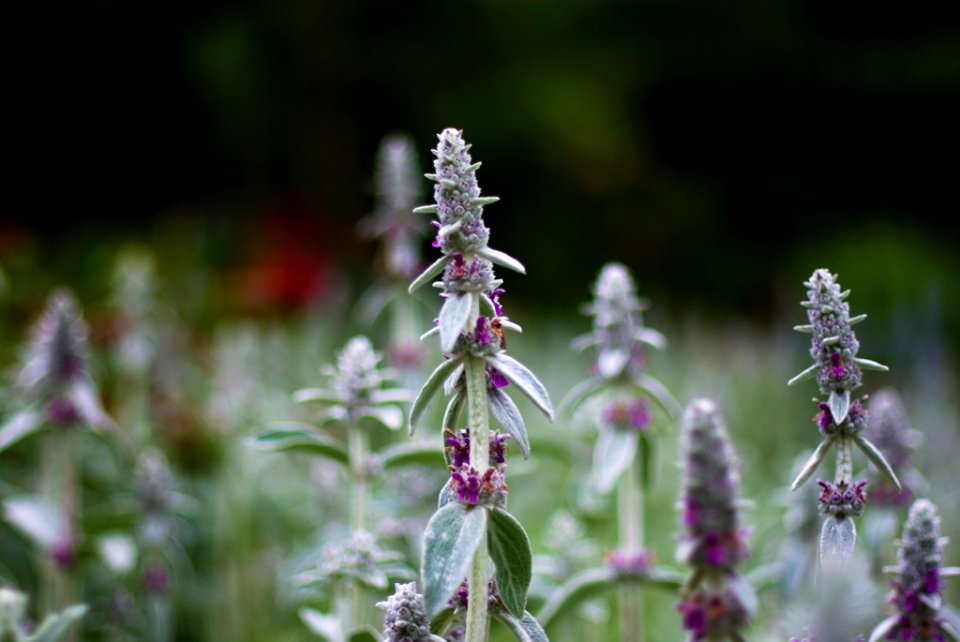 noch ein wenig Flora