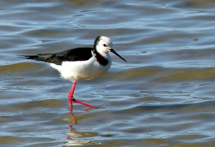 The pied stilt. NZ. photo