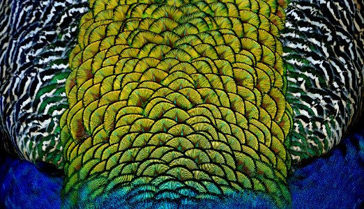 Peacock feathers. photo