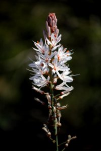 Flore héraultaise photo