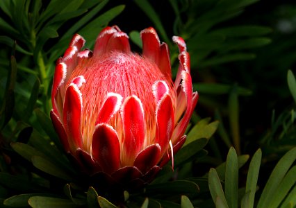 Protea. Pink Ice.