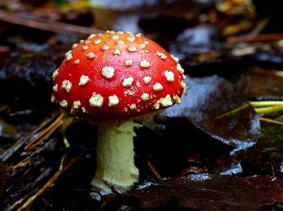Fly Agaric.