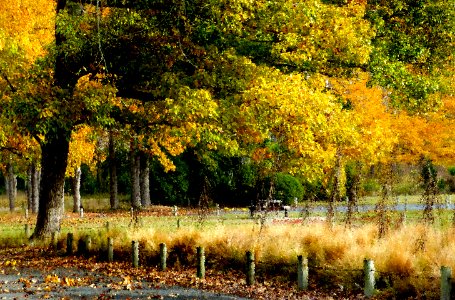 Autumn in the park.