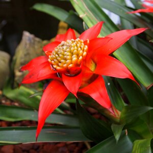 Flourish plant colorful