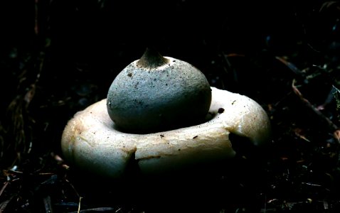 Earth Star photo