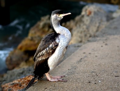 Spotted shag.NZ (Stictocarbo punctatus) photo