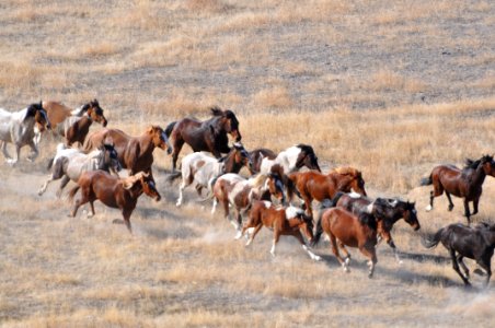 Cedar Mtn Wild Horse Gather 02/26/12