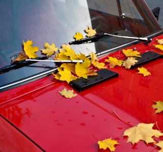 Red Russian with Yellow Leaves