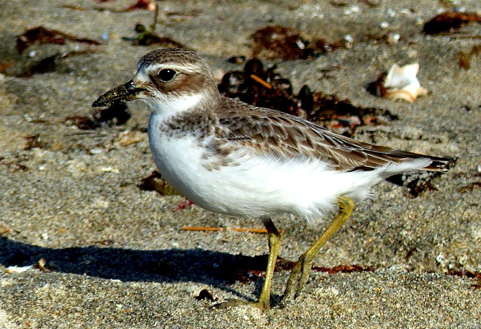 Northern NZ dotterel.
