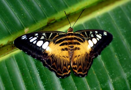 Clipper "Parthenos sylvia" photo