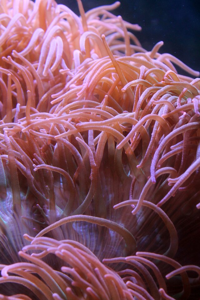 Anemone underwater aquarium