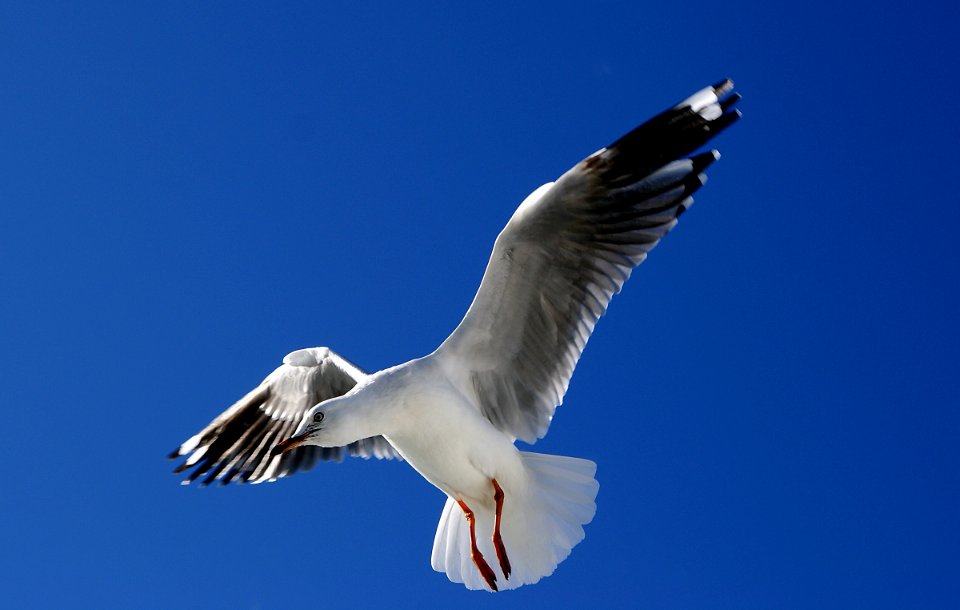 The silver gull (Chroicocephalus novaehollandiae)