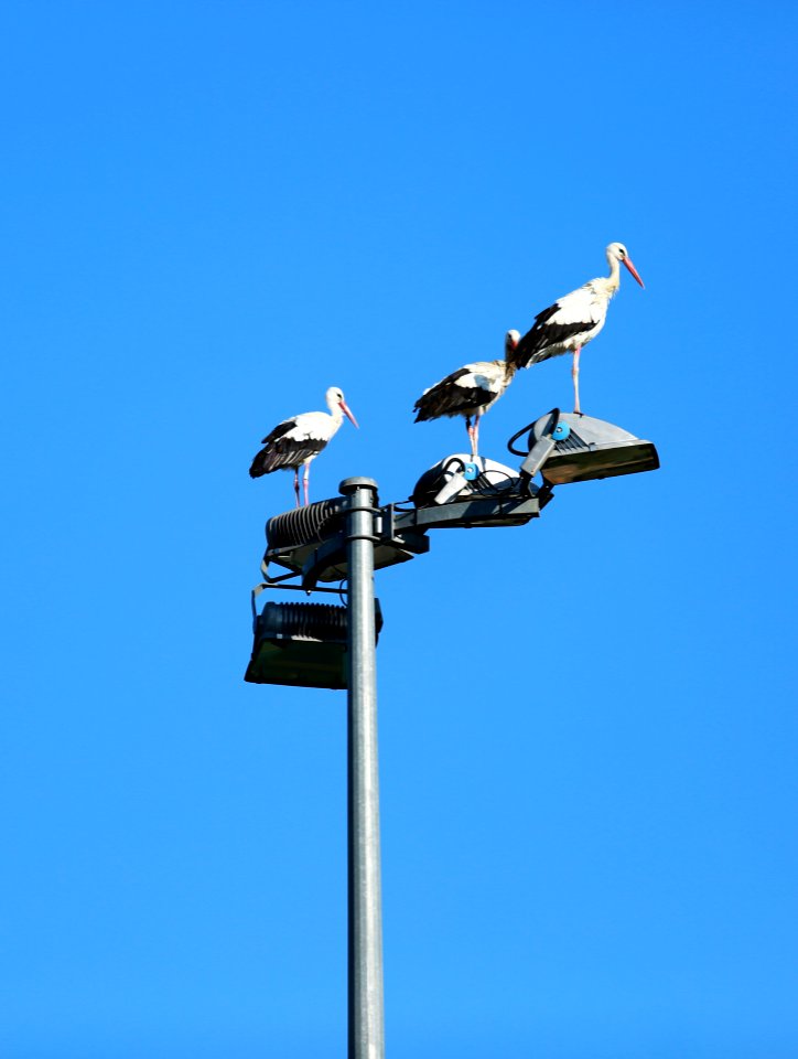 Cigognes en transit