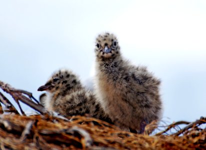 Red billed gulls chicks. (From a hide) photo