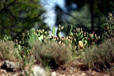 Les petits cactus de garrigue.