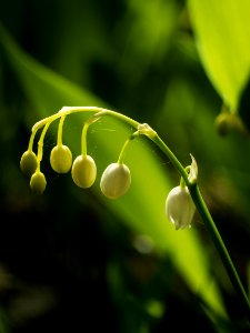 Lily of the Valley photo