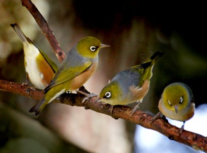 Silvereyes. (Zosterops lateralis,) photo