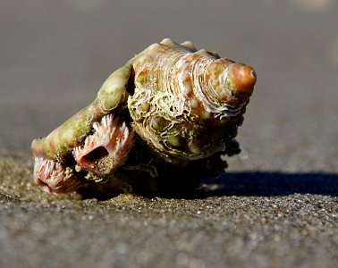 Alien on the beach. photo