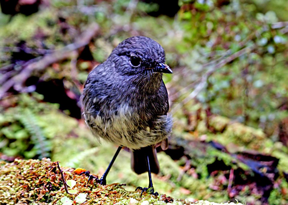 New Zealand bush robin.