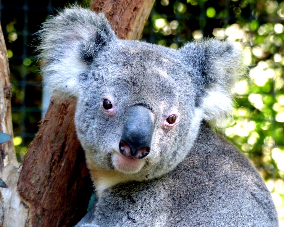 Koala.Birdland Animal Park Batemans Bay NSW.
