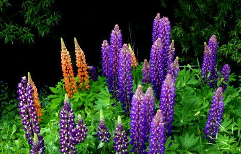 Russell Lupins. photo