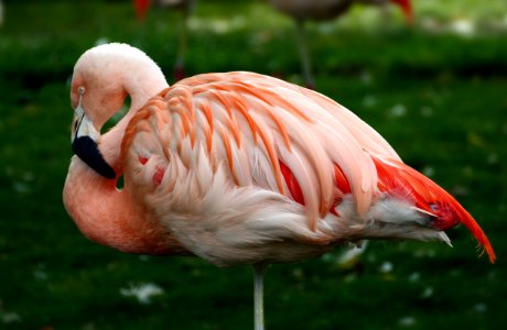 Chilean flamingo (Phoenicopterus chilensis) photo