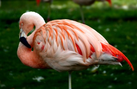 Chilean flamingo (Phoenicopterus chilensis)